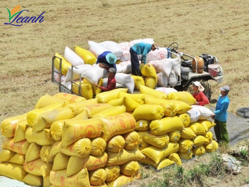 nguy-co-thu-hep-thi-truong-lua-gao
